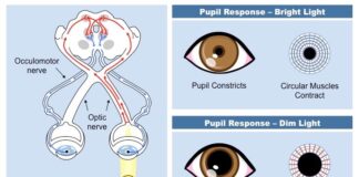 Pupillary Reflexes